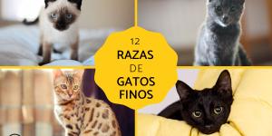 Razas de gatos finos