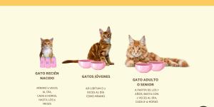 Cuántas veces come un gato al día