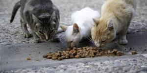 Qué comen los gatos callejeros