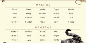 Nombres para gatos grises