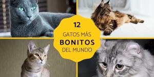 Los gatos más bonitos del mundo