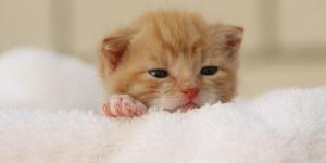 Cómo bañar a un gato bebé