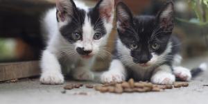Cuándo empiezan a comer los gatitos