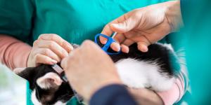 ¿Es obligatorio poner chip a los gatos?