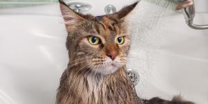 Con qué bañar a un gato si no tengo shampoo