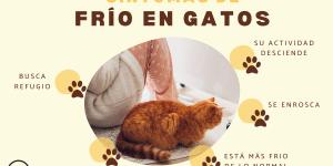 Cómo saber si mi gato tiene frío