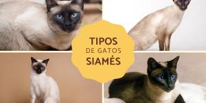 Tipos de gatos siameses
