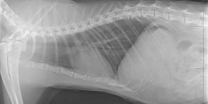 Lesiones de columna más comunes en gatos