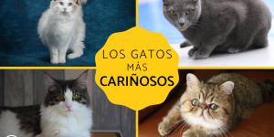 Razas de gatos cariñosos