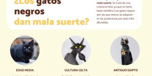 ¿Los gatos negros dan mala suerte?