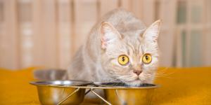 Mi gato no quiere comer: causas y qué hacer