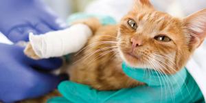 Cuánto tarda un gato en recuperarse de una fractura
