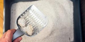 Cada cuánto cambiar la arena del gato