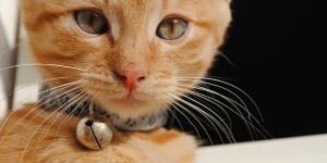 Por qué no usar cascabel en gatos