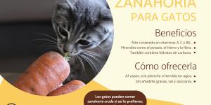 ¿Los gatos pueden comer zanahoria?