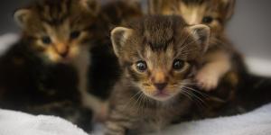 Cómo saber si es gato o gata