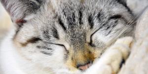 Cómo alimentar a un gato enfermo