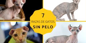 Gatos sin pelo: razas y características