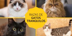 Razas de gatos tranquilos