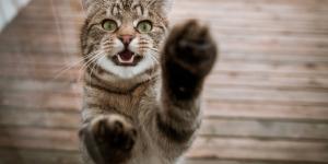 Cómo adoptar un gato