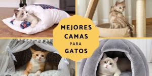Las mejores camas para gatos