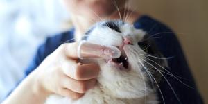 Formas de limpiar los dientes a un gato