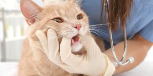 Cómo aliviar el dolor de dientes en gatos