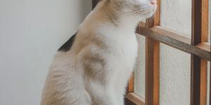 Mi gato llora porque quiere salir, ¿qué hago?
