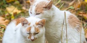 Mi gato lame a mi otro gato y lo muerde: causas y qué hacer