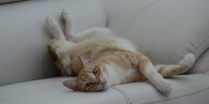 Cuánto tiempo puede estar un gato solo en casa