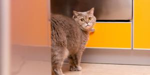 Cómo limpiar el marcaje de los gatos