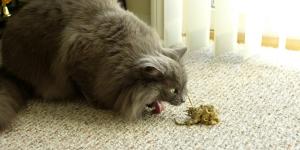 Mi gato vomita todos los días: causas y qué hacer