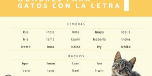 Nombres para gatos con I