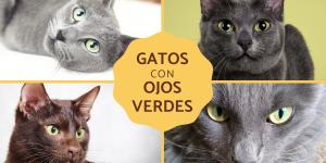 Razas de gatos con ojos verdes
