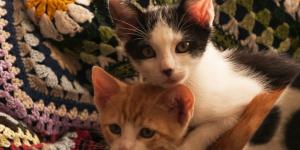 Qué es mejor, ¿gato o gata?