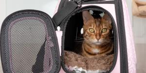 Cómo viajar en avión con un gato