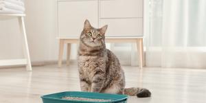 Por qué mi gato no usa el arenero