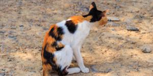 A mi gato se le nota la columna: causas y tratamientos