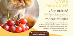 ¿Los gatos pueden comer uvas?