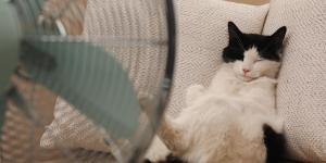 Cómo refrescar a un gato