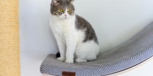 Enriquecimiento ambiental para gatos: qué es e ideas