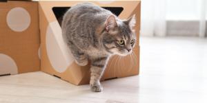 Juegos para gatos en casa