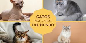 Los gatos más caros del mundo