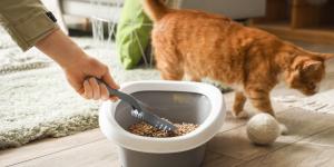 Cuál es la mejor arena para gatos