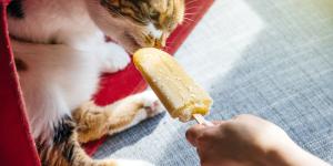Cómo hacer helados para gatos