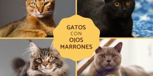 Razas de gatos con ojos marrones
