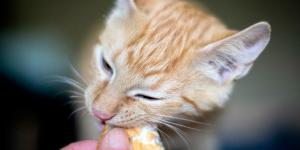 Cómo alimentar a un gato con cáncer