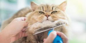 Cómo limpiar a un gato sin bañarlo