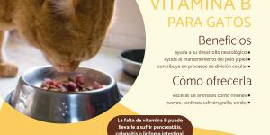 Vitamina B para gatos: dosis y beneficios