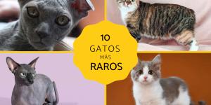 Razas de gatos raros